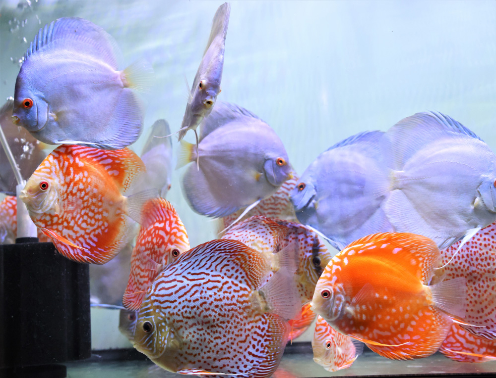 Discus for sale super-angel-blue-diamond-fire-ruby-leopard-discus-fish2