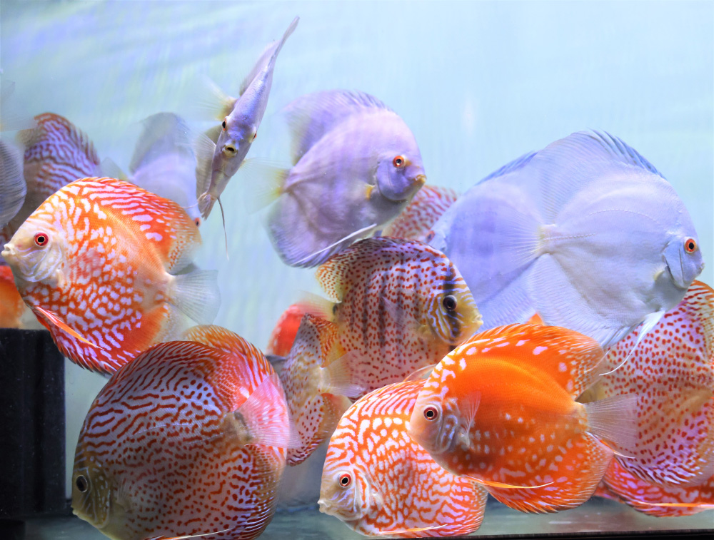Discus for sale super-angel-blue-diamond-fire-ruby-leopard-discus-fish3