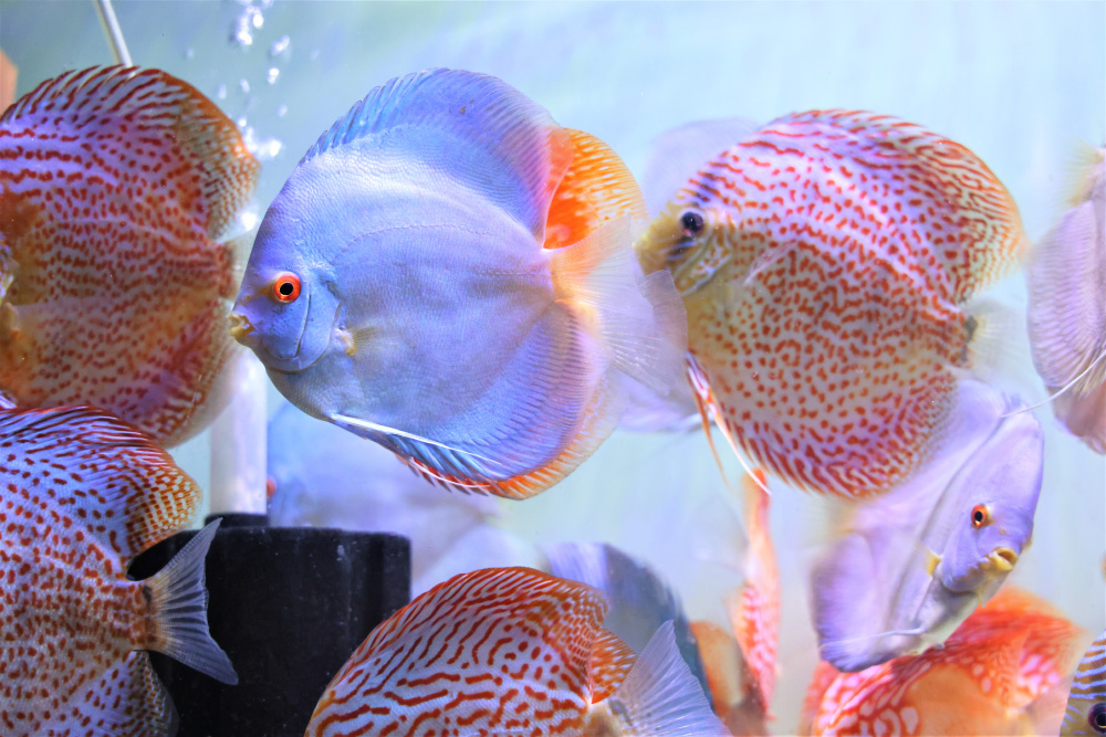 Discus for sale super-angel-blue-diamond-fire-ruby-leopard-discus-fish9