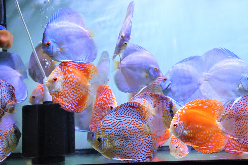 Discus for sale super-angel-blue-diamond-red-jaguar-fire-ruby-leopard-discus-fish0