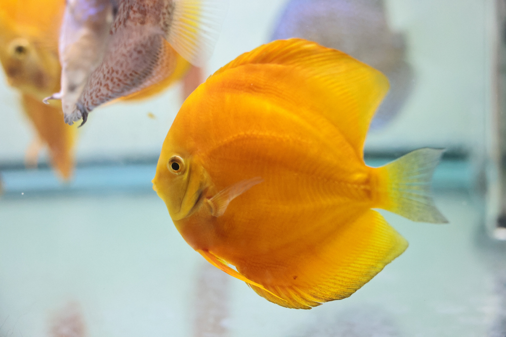 Discus for sale golden2-discus-fish7