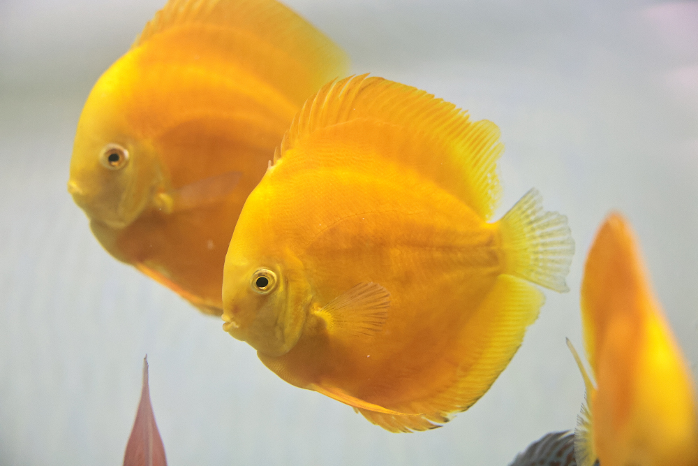 Discus for sale golden3-discus-fish8