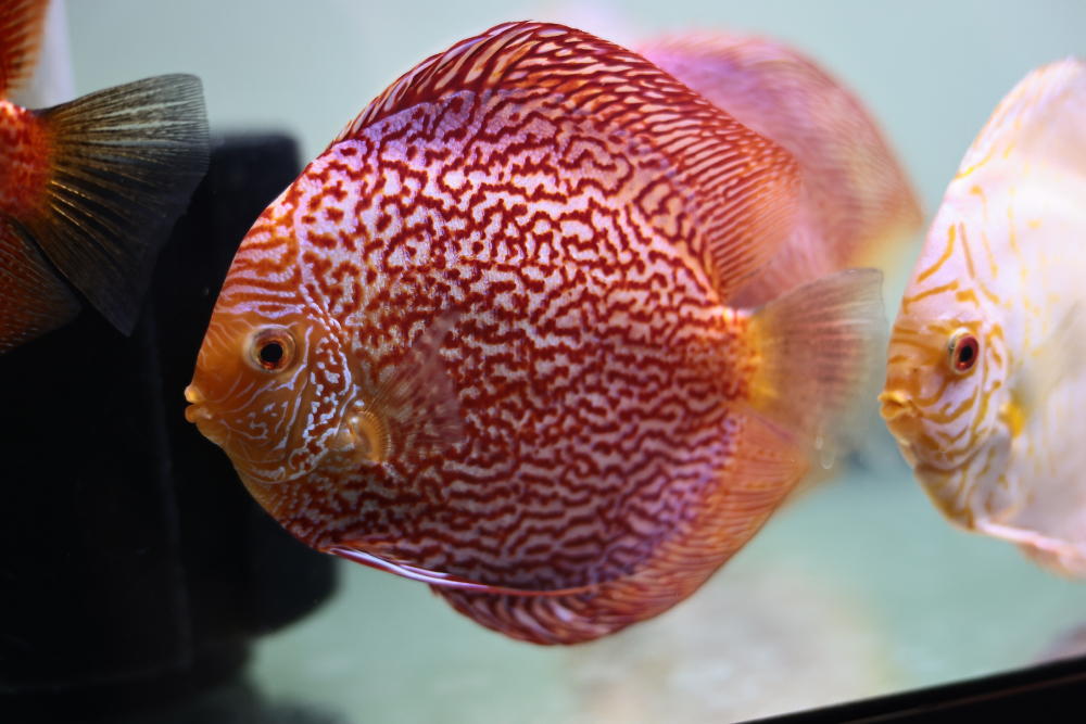 Discus for sale red_snakeskin1-discus-fish9