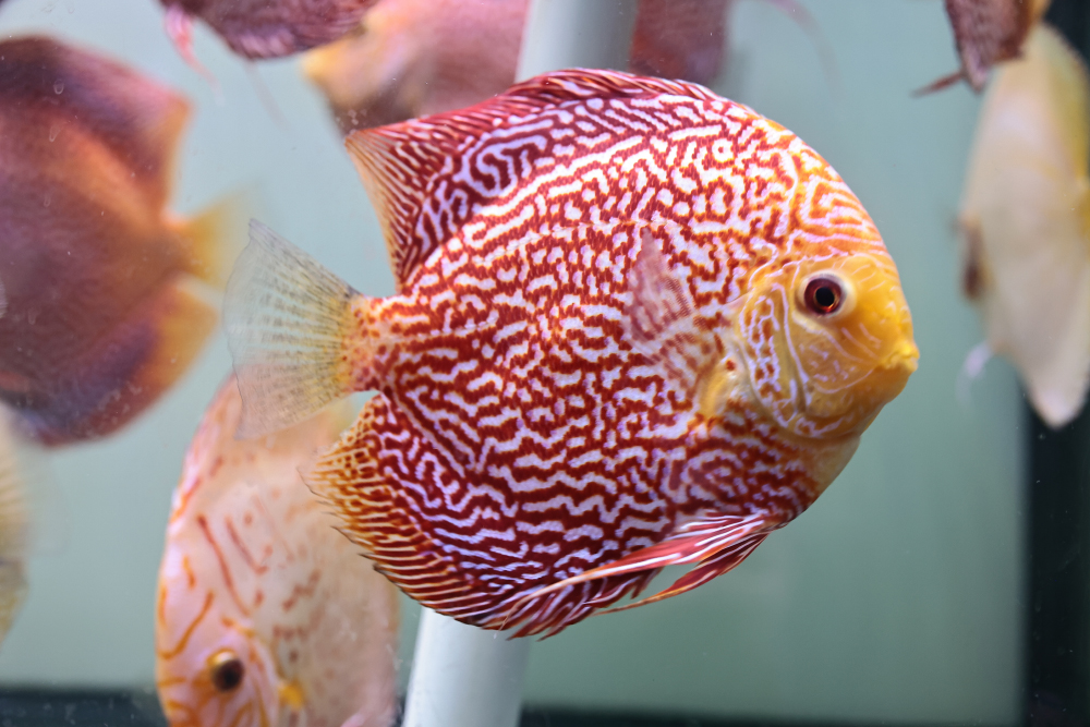 Discus for sale red_snakeskin2-discus-fish10