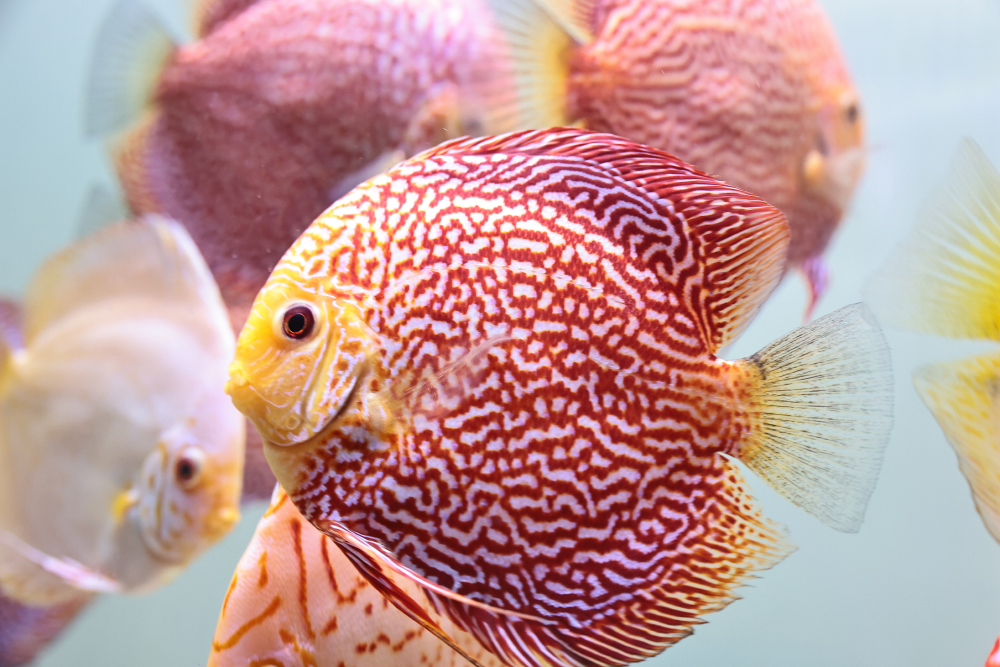Discus for sale red_snakeskin3-discus-fish11