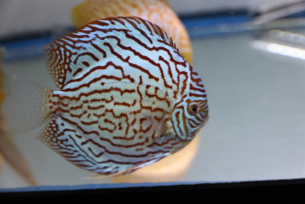 Discus for sale red_turquoise1-discus-fish12