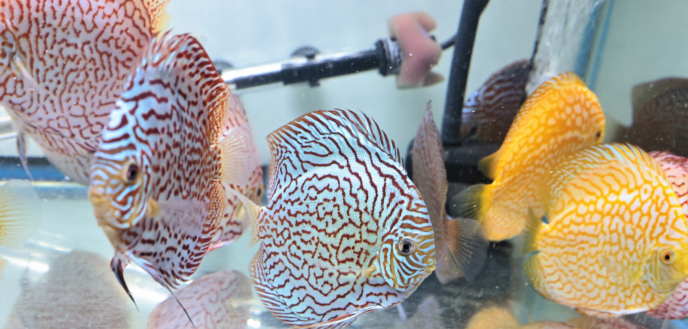 Discus for sale red_turquoise2-discus-fish13
