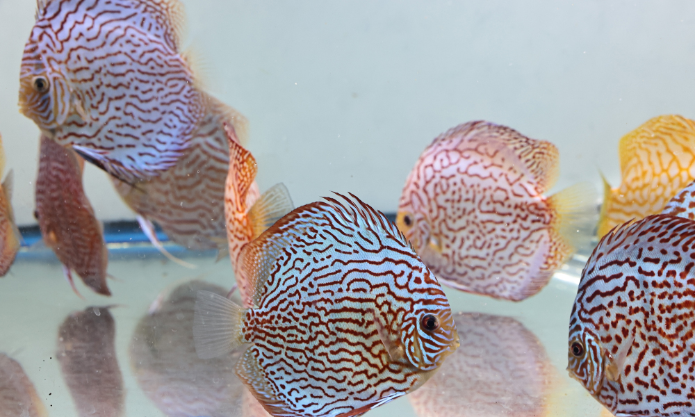 Discus for sale red_turquoise3-discus-fish14