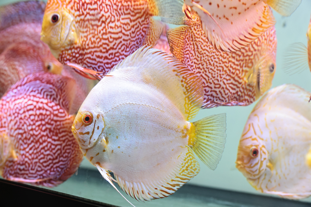 Discus for sale white_butterfly1-discus-fish0