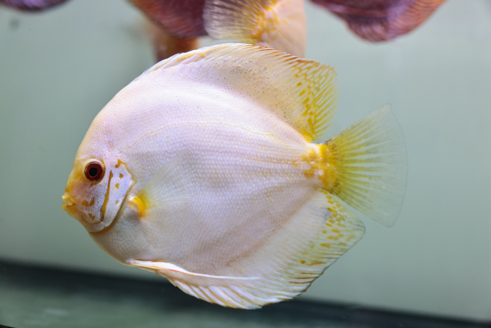 Discus for sale white_butterfly2-discus-fish1