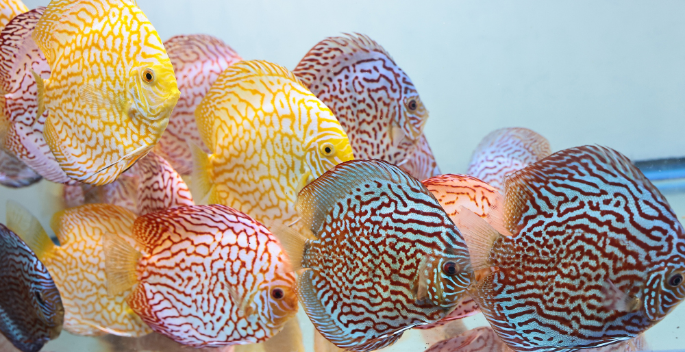 Discus for sale yellow_pigeon_red_turquoise1-discus-fish3