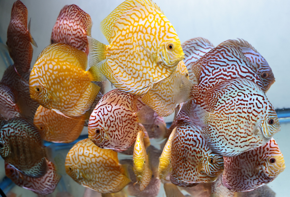 Discus for sale yellow_pigeon_red_turquoise2-discus-fish4