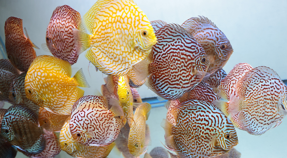 Discus for sale yellow_pigeon_red_turquoise3-discus-fish5
