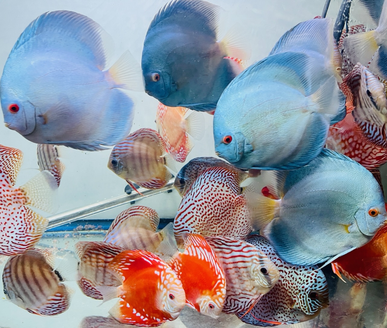 Discus for sale super-angel-blue-diamond-and-fire-ruby-leopard-discus-fish3