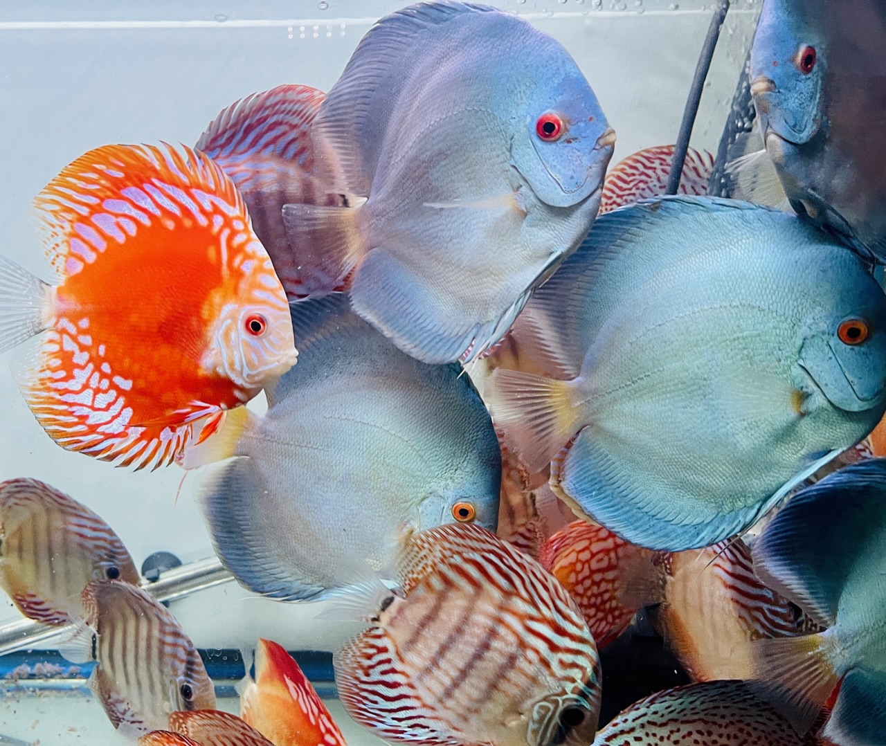 Discus for sale super-angel-blue-diamond-and-rafflesia-discus-fish2