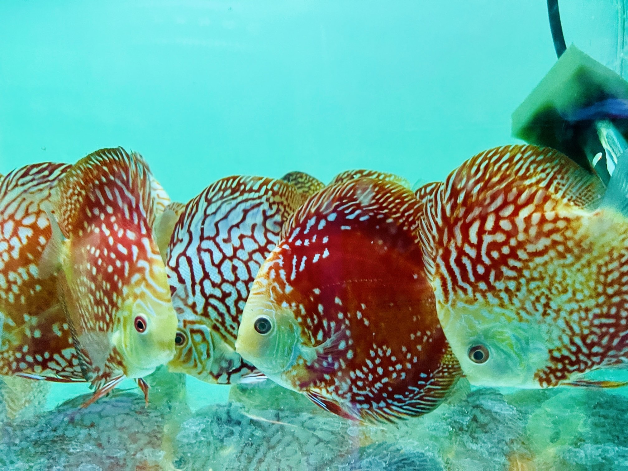 Discus for sale red-rafflesia-discus-fish1