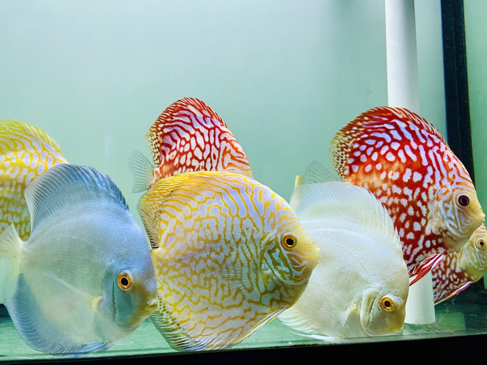 Discus for sale yellow-checkerboard-and-white-discus-fish0