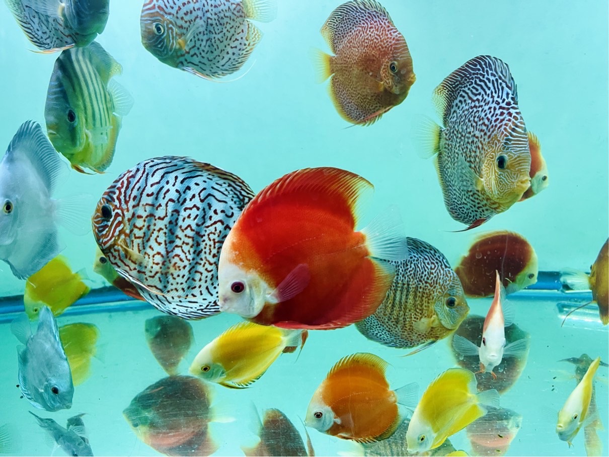 Discus for sale group-of-fish-discus-fish4
